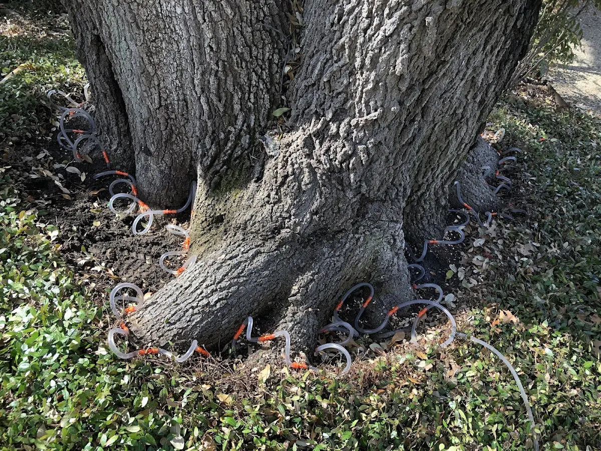 Detailed Tree Cabling and Bracing job site in Pinehurst