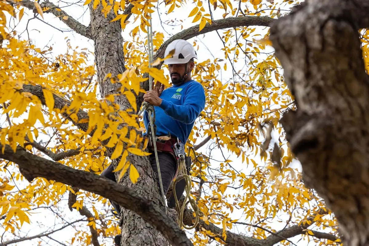 Skilled Tree Planing crew working in Pinehurst